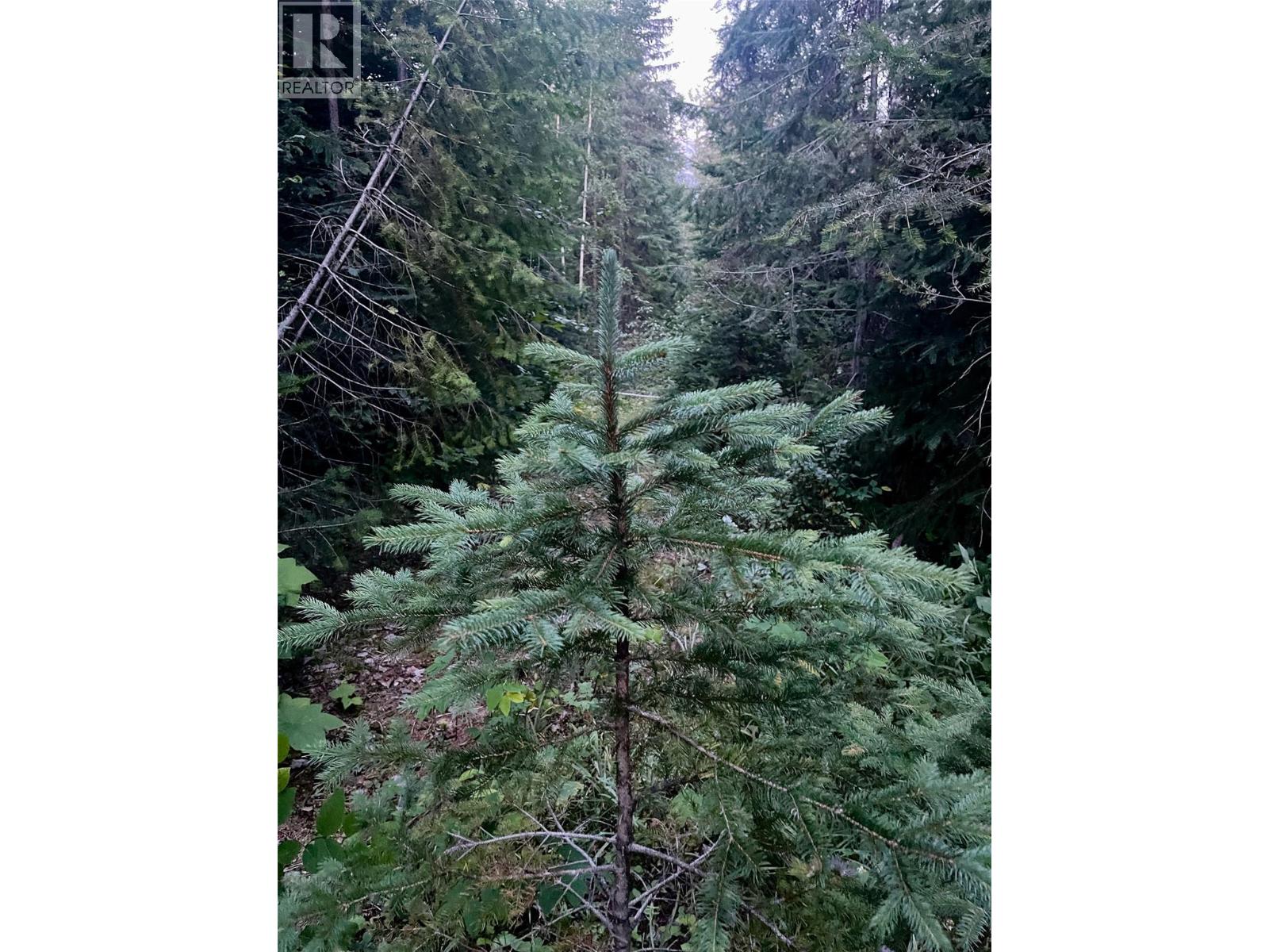 Lot 1 Neville Road, Golden, British Columbia  V0A 1H0 - Photo 5 - 10397262